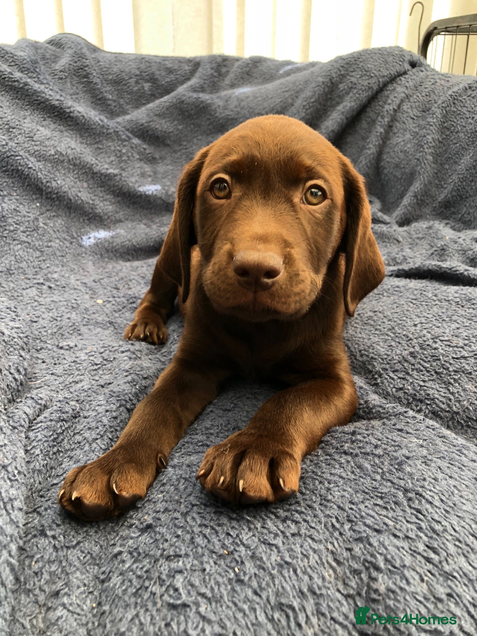 Labrador Retriever dogs READY NOW 1 Male Chocolate Labrador Puppy - Advert 2