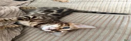 Bengal cats for sale: TICA Bengal kittens available.  - Advert 19