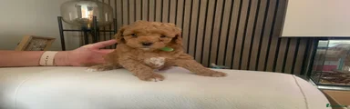 Toy Poodle 2