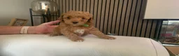 Toy Poodle dogs for sale: Beautiful toy poodles  - Advert 6