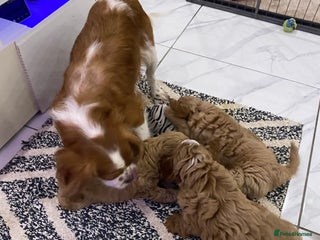 Cavapoo dogs F1 Cavapoo - Advert 3