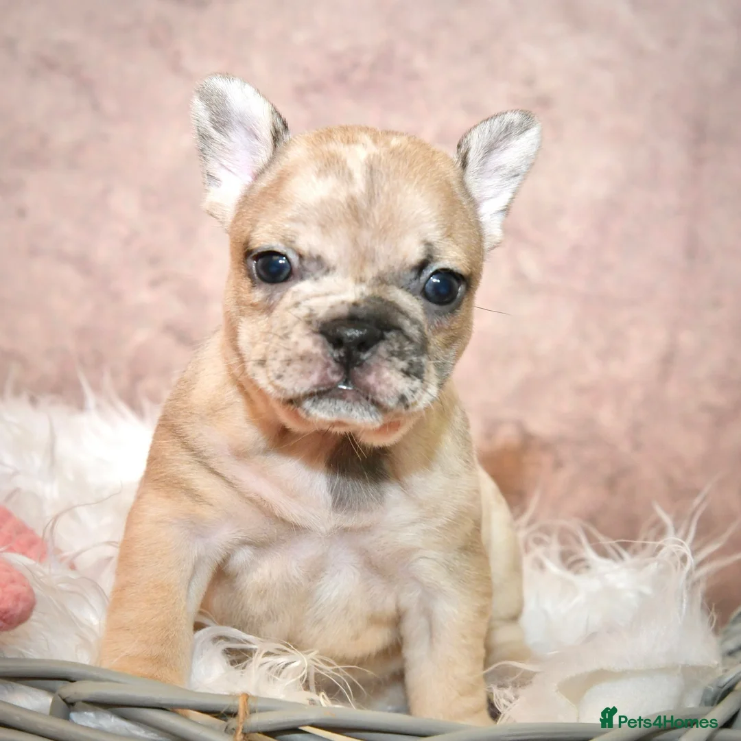 French Bulldog dogs for stud: Full new shade Isabella stud ( now available ) in Hastings - Advert 19