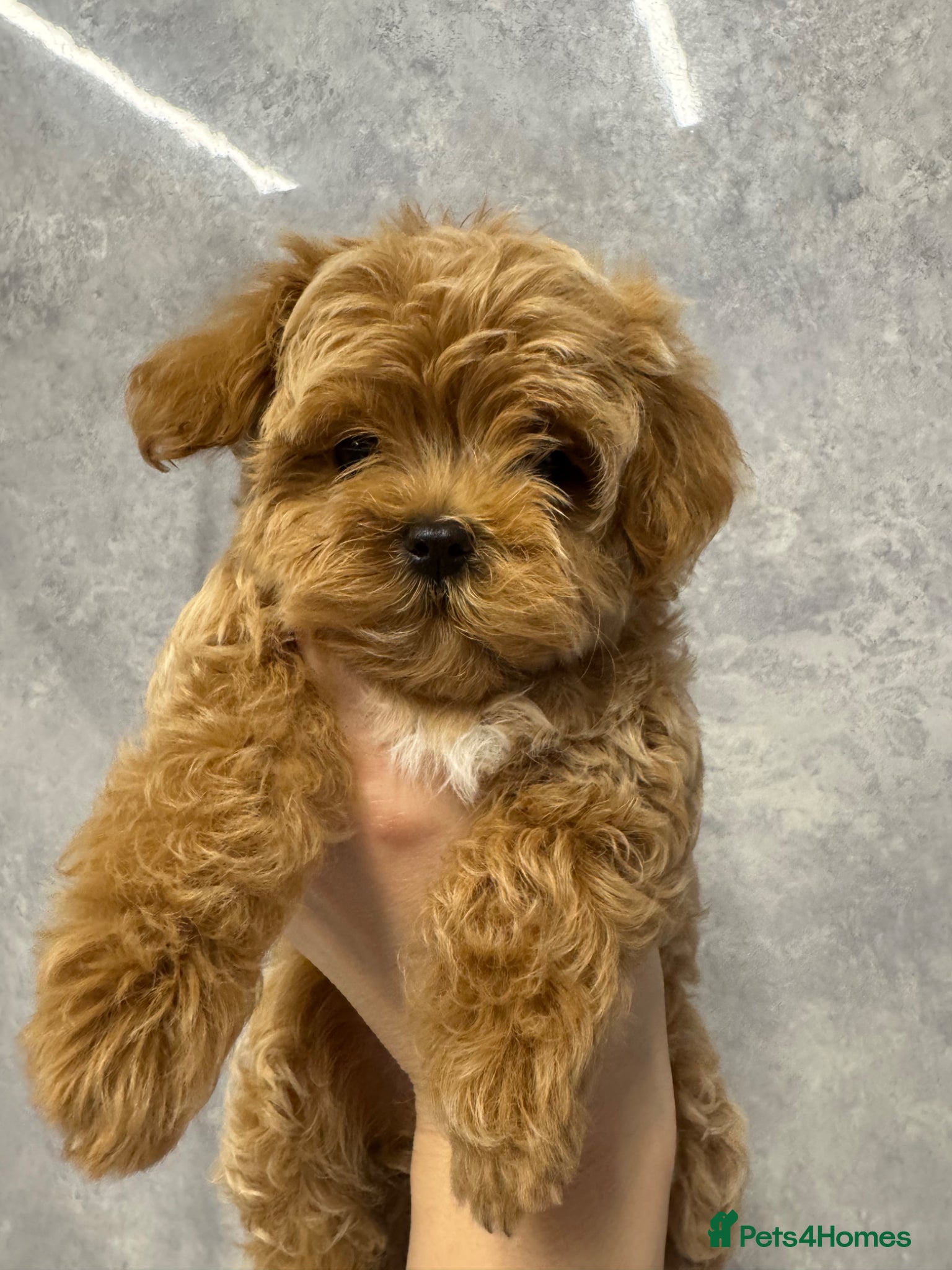 Maltipoo dogs Unique Asian Maltipoo puppies.DNA tested parents. - Advert 2