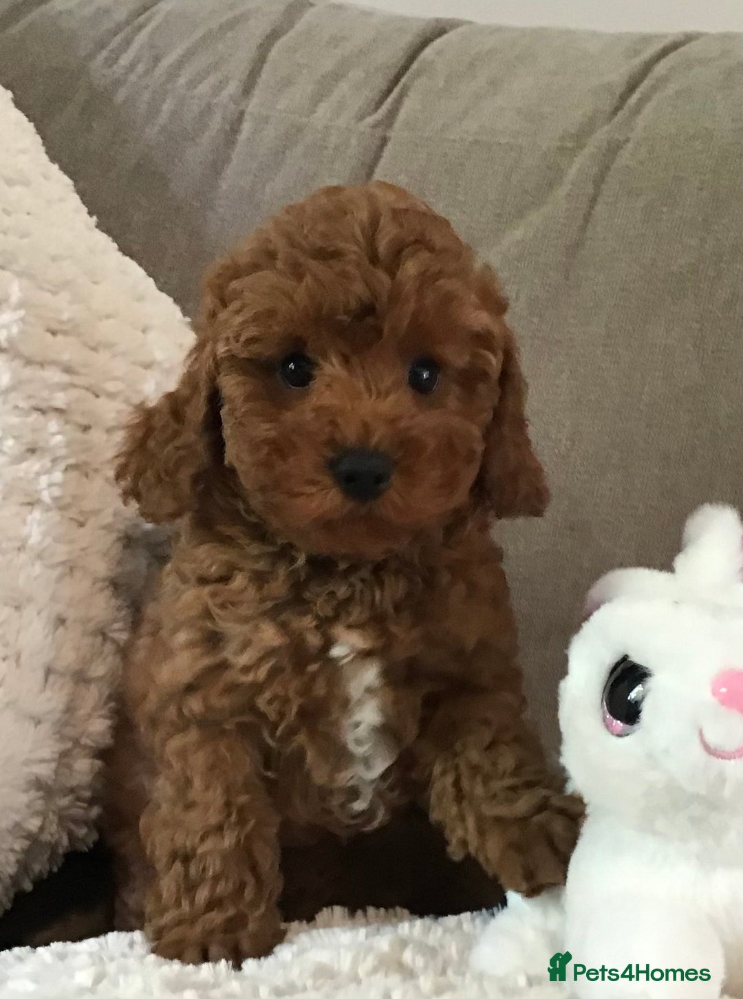 Cockapoo dogs for sale: 5* Miniature F1b Cockapoo Puppies - Advert 23
