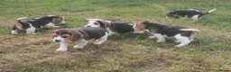 Beagle dogs for sale: BEAUTIFUL ROYAL KENNEL CLUB REG BEAGLE PUPPIES - Advert 2