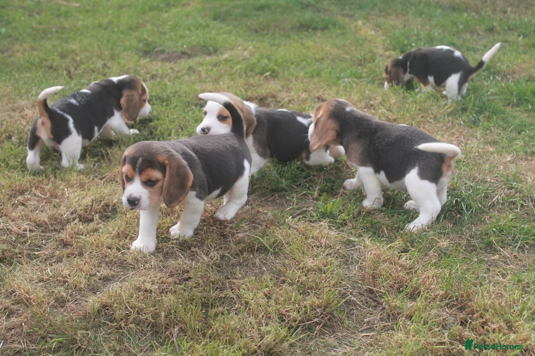 Beagle dogs for sale: BEAUTIFUL ROYAL KENNEL CLUB REG BEAGLE PUPPIES - Advert 2