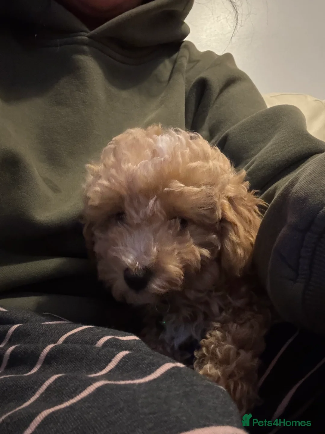 Toy Poodle dogs for sale: Toy puddles  - Advert 16