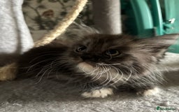 Maine Coon cats for sale: Super fluffy gorgeous Maine coon /Ragdoll kittens  - Image 13