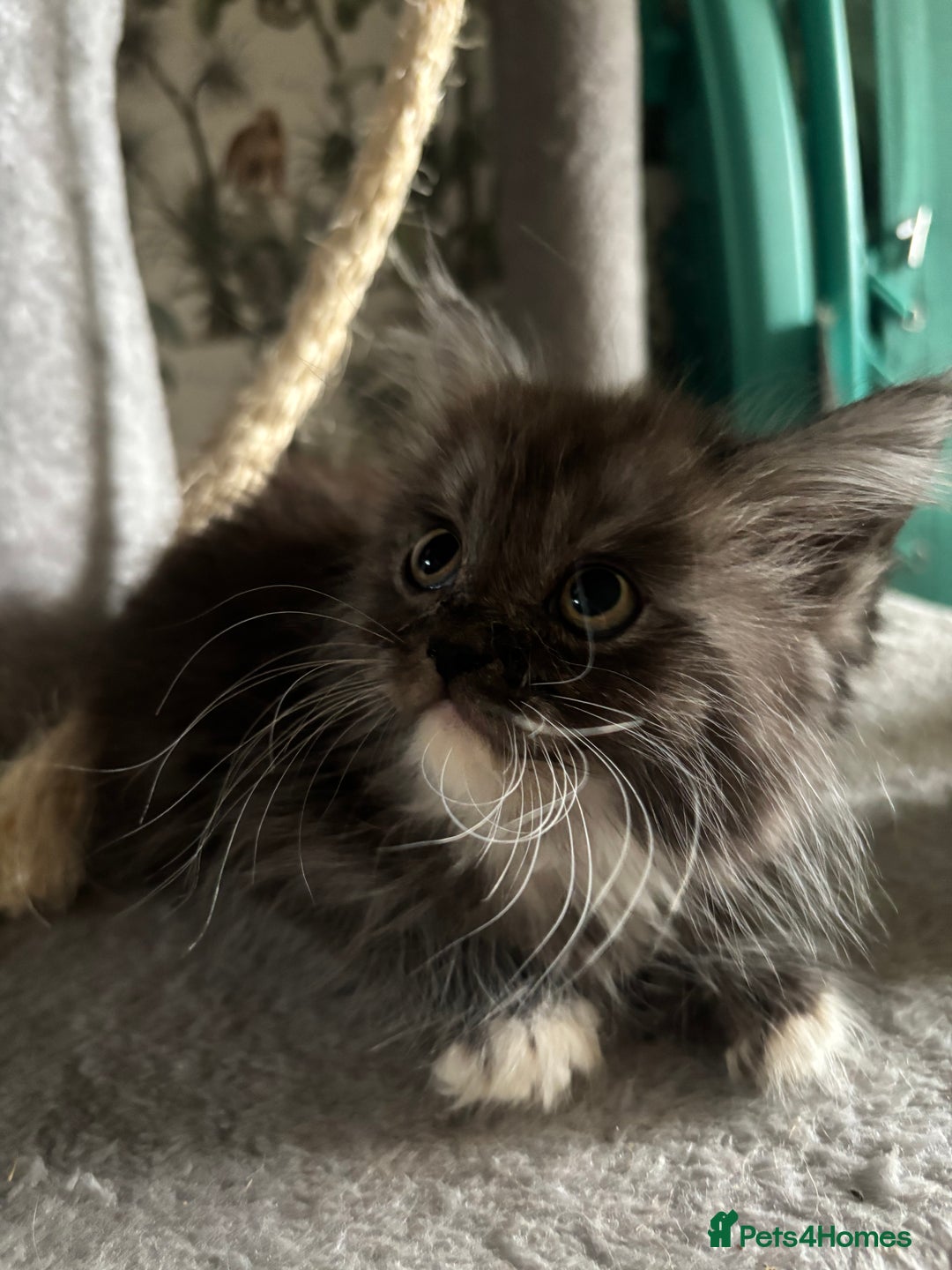 Maine Coon cats for sale: Super fluffy gorgeous Maine coon /Ragdoll kittens  - Image 13