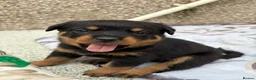 Rottweiler dogs for sale: Rottweiler puppies  - Advert 34