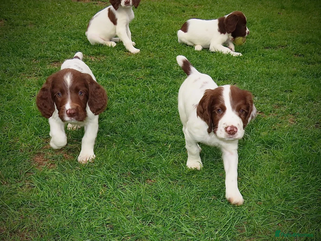 English Springer Spaniel dogs for sale: Springer Spaniel  in Amersham - Advert 1