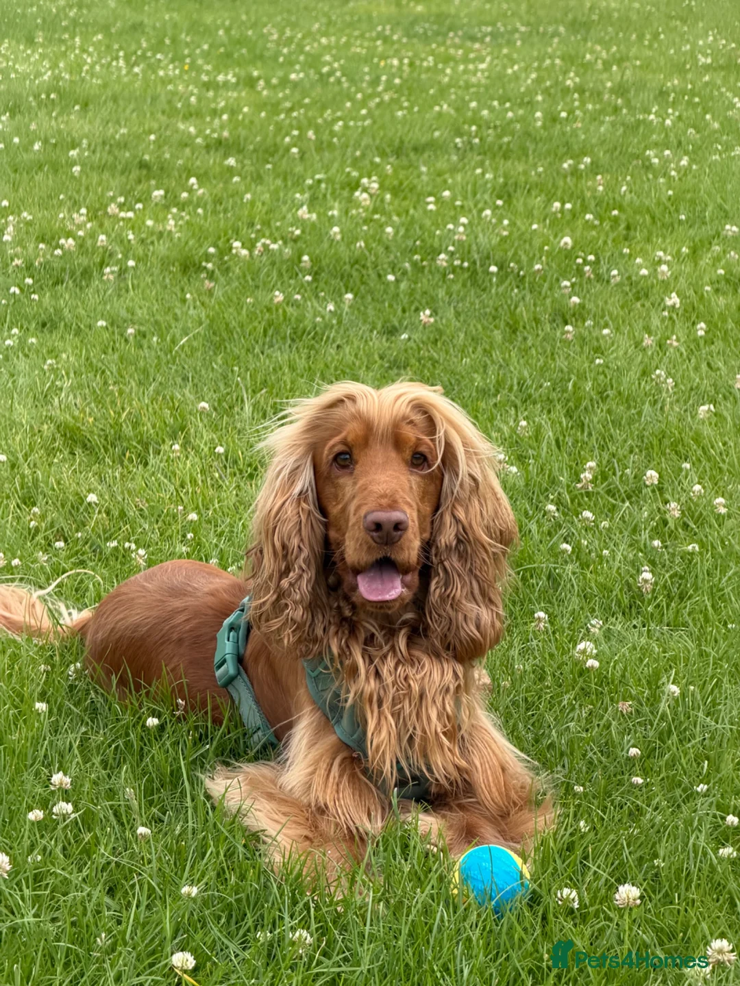 Cocker Spaniel dogs for stud: Stunning KC red show cocker spaniel for stud - Advert 2