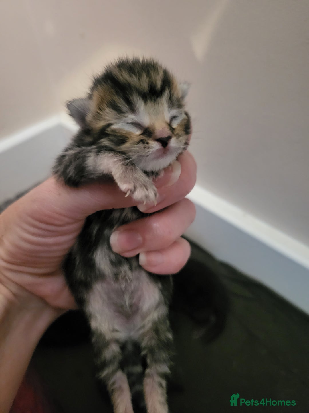 Mixed Breed cats for sale: Stunning Litter of Beautiful Kittens  - Image 2