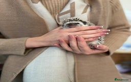 Pygmy Hedgehog rodents for sale: Hedgehog for rehoming  - Image 4