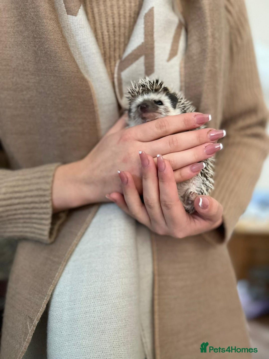 Pygmy Hedgehog rodents for sale: Hedgehog for rehoming  - Image 4