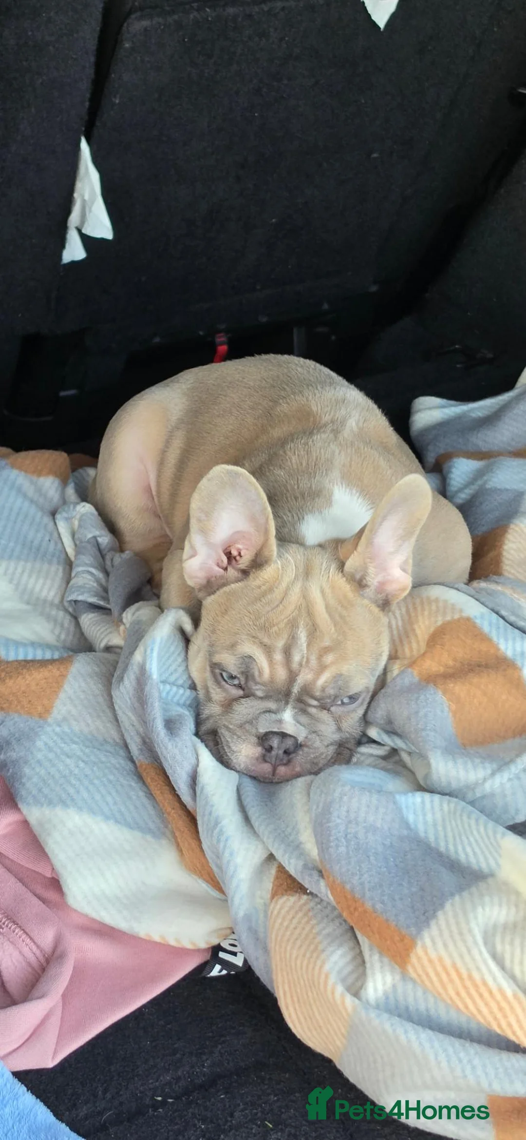 French Bulldog dogs for sale: Handsome  French Bulldog Boy  in Dudley - Advert 2