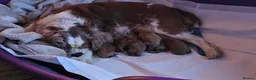 Cavapoo dogs for sale: Beautiful Litter of F1 Red Cavapoos Health Tested - Advert 10