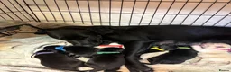 Labrador Retriever dogs for sale: 7 working labs for sale! - Advert 4