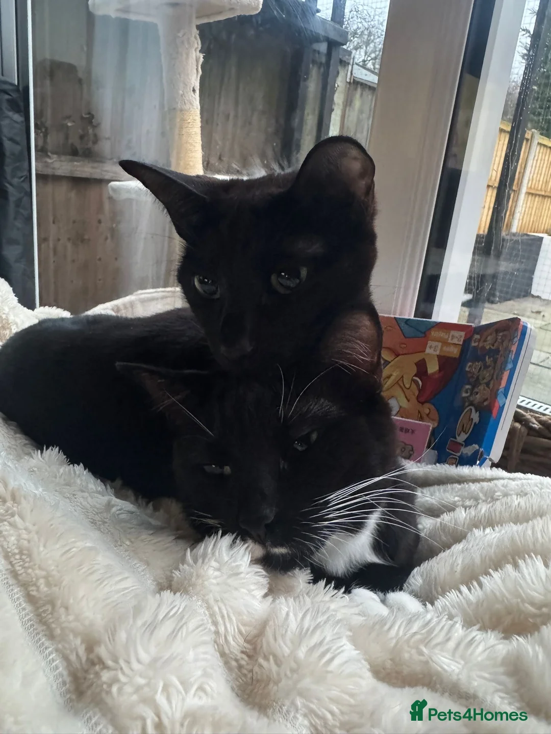 Bengal cats for sale: Two loving sisters in need of a home - Advert 1