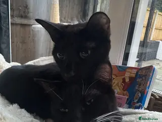 Bengal cats Two loving sisters in need of a home - Advert 3