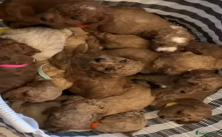 Cavapoo dogs Cavapoo puppies - Advert 7