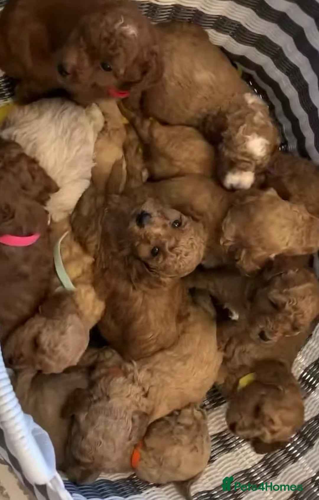 Cavapoo dogs for sale: Cavapoo puppies - Advert 1