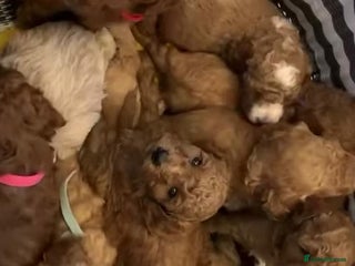 Cavapoo dogs Cavapoo puppies - Advert 1