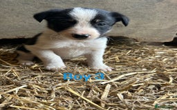 Border Collie dogs for sale: Beautiful border collie puppies for sale  - Image 6