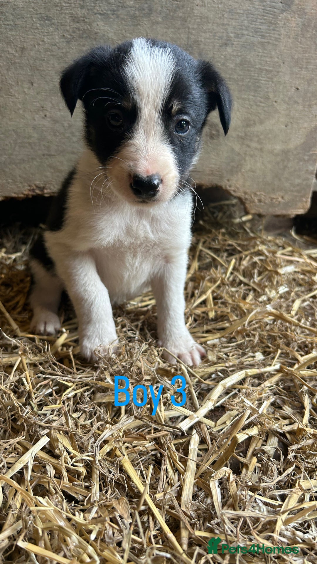 Border Collie dogs for sale: Beautiful border collie puppies for sale  - Image 6
