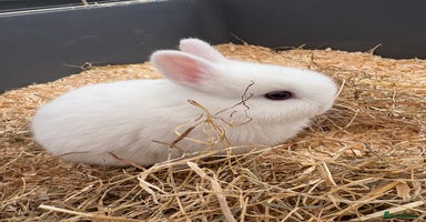 Netherland Dwarf rabbits - Advert 11