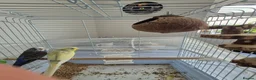 Budgerigars birds for sale: Budgies for sale in Southsea - Advert 2