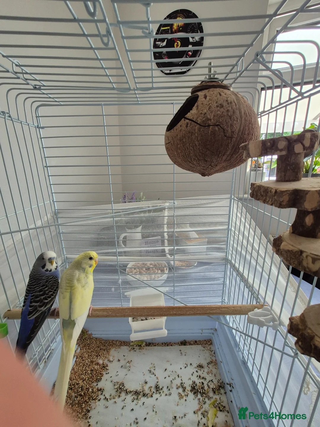 Budgerigars birds for sale: Budgies for sale in Southsea - Advert 2
