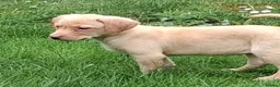Labrador Retriever dogs for sale: Fantastic labrador pups  - Advert 4