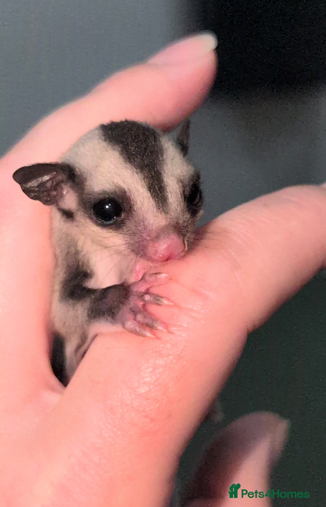Sugar Glider rodents for sale: Mosaic and Grey glider siblings available  - Image 2