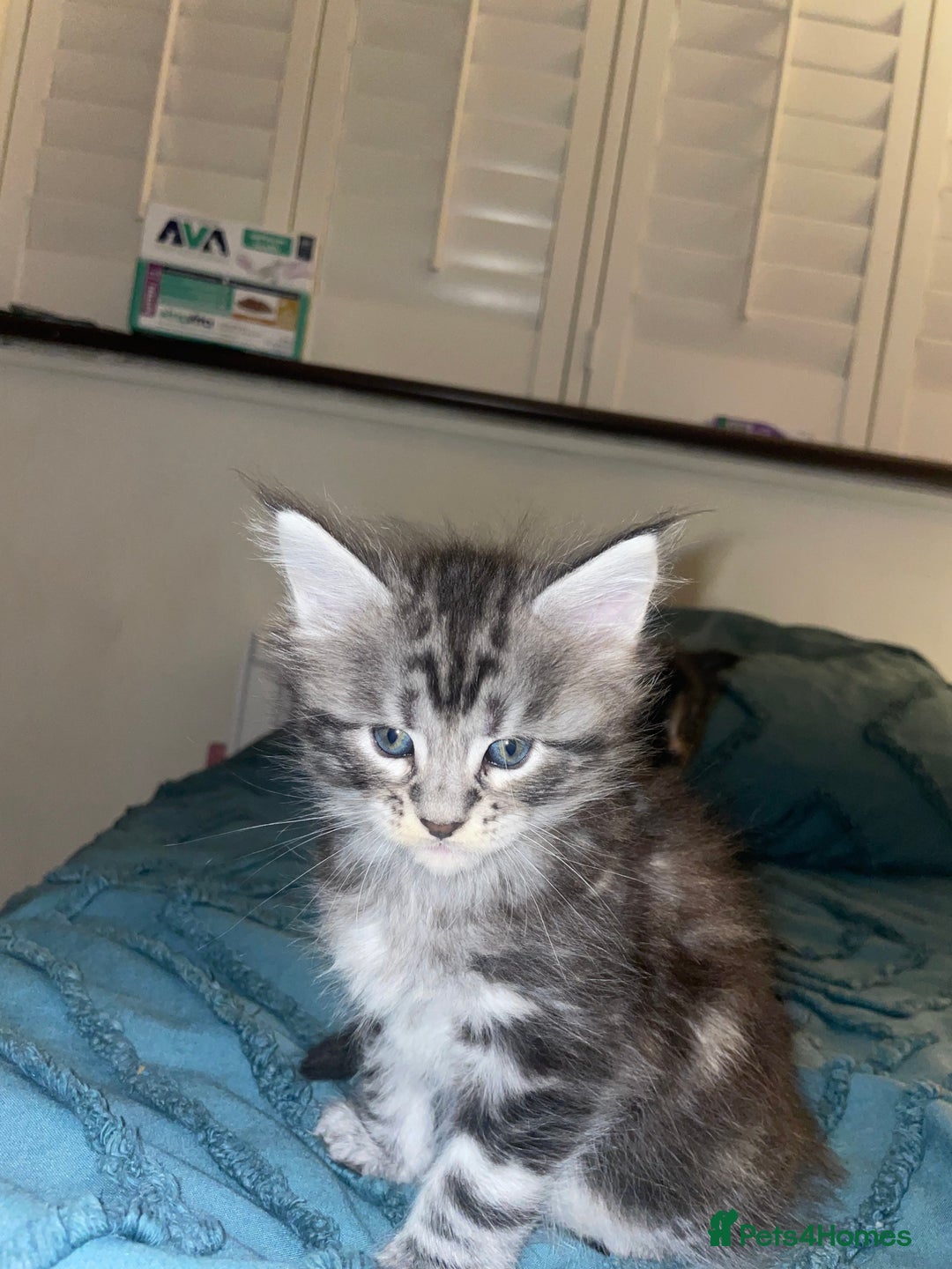 Maine Coon cats for sale: Maine coon kittens  - Advert 1