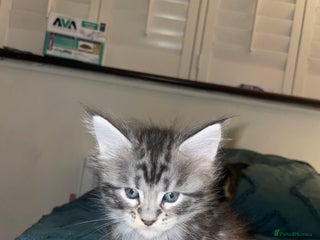 Maine Coon cats Maine coon kittens - Advert 1