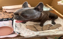 French Bulldog dogs for sale: KC REG QUALITY FRENCH BULLDOG PUPPIES! - Image 4