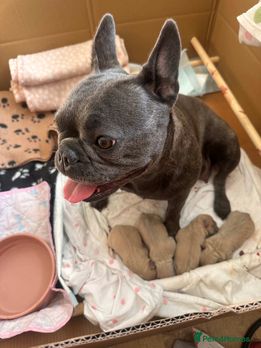 French Bulldog dogs for sale: KC REG QUALITY FRENCH BULLDOG PUPPIES! - Image 4