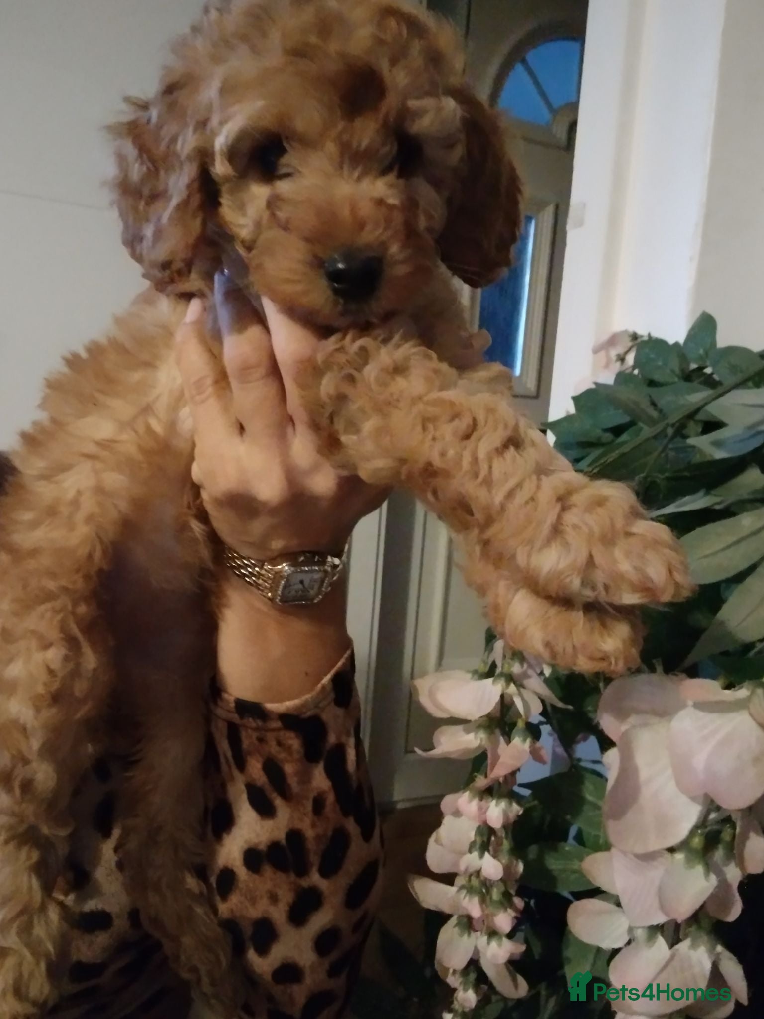 Cockapoo dogs Beautiful cockapoo puppies  - Advert 1