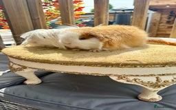 Guinea Pig rodents for sale: Swiss boar / Peruvian boar  in Wickford - Image 4