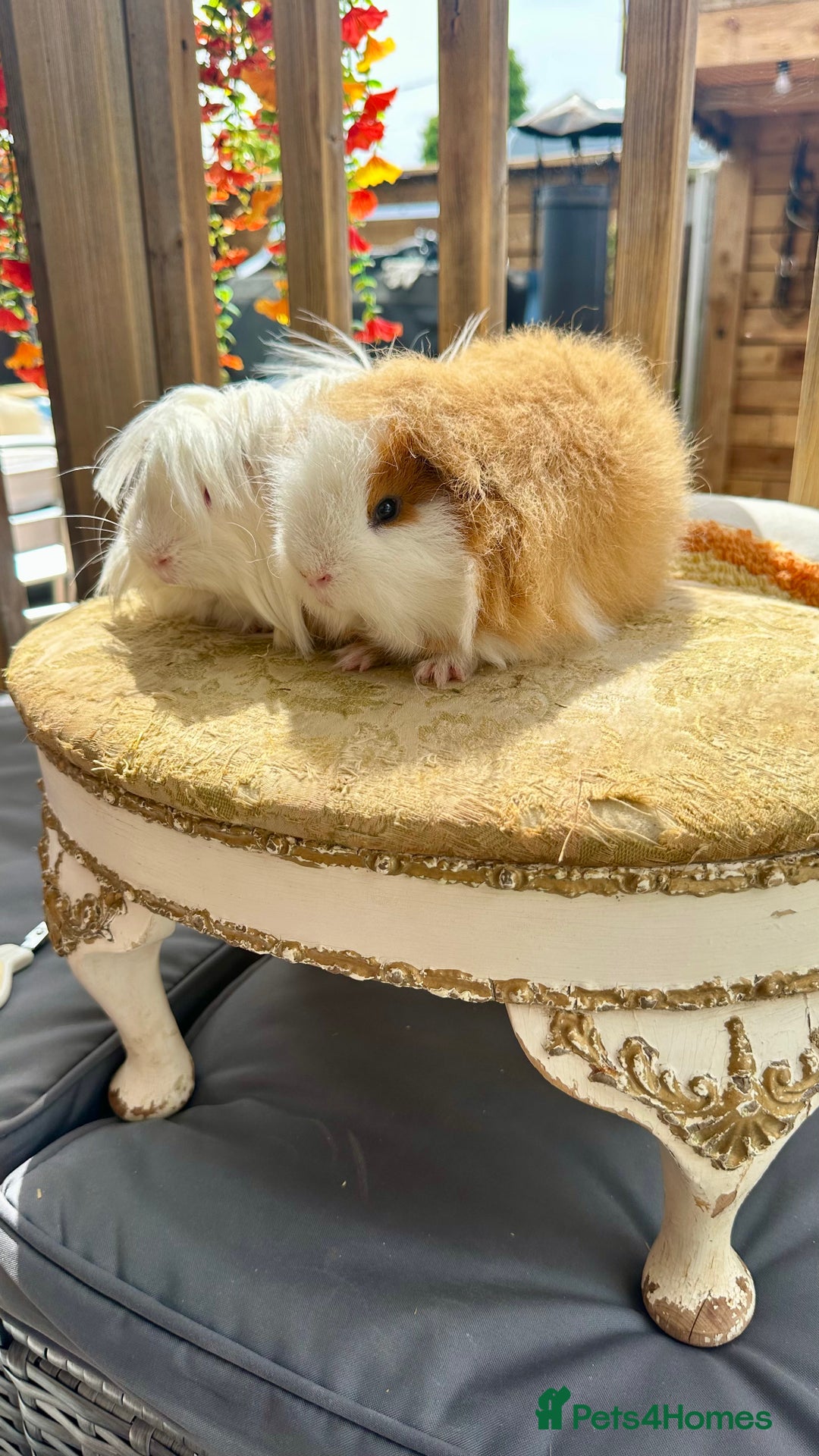 Guinea Pig rodents for sale: Swiss boar / Peruvian boar  in Wickford - Image 4