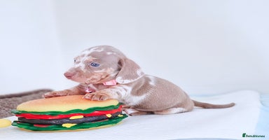 Miniature Dachshund dogs - Advert 16