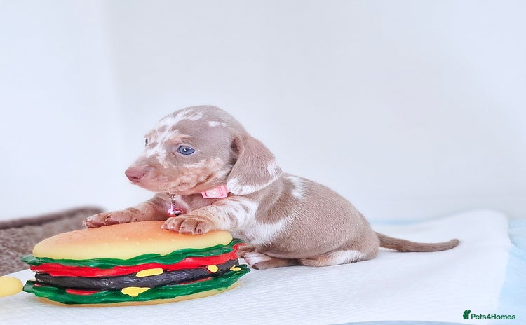 Miniature Dachshund dogs - Advert 1