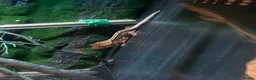 Gecko reptiles for sale: Hi I’m Jerry, jer for short! - Advert 5