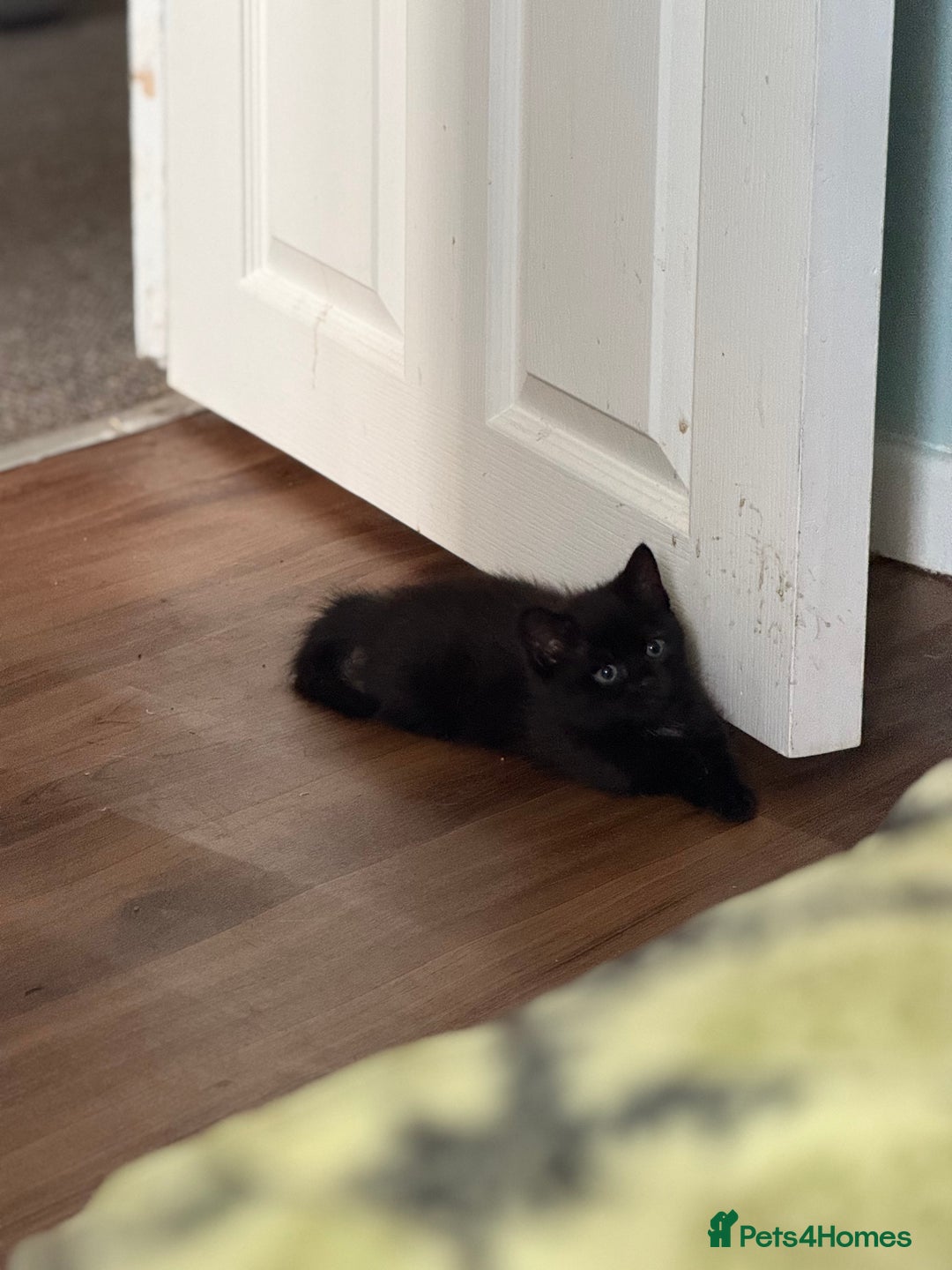 Ragdoll cats for sale: 3 x Female Kittens Ready Now  - Image 8