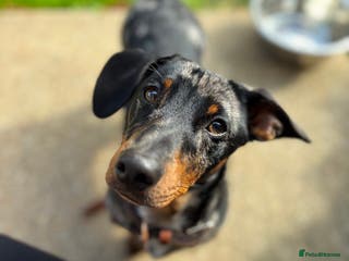 Mixed Breed dogs 1 year old Dashund x Jack Russel - Advert 1