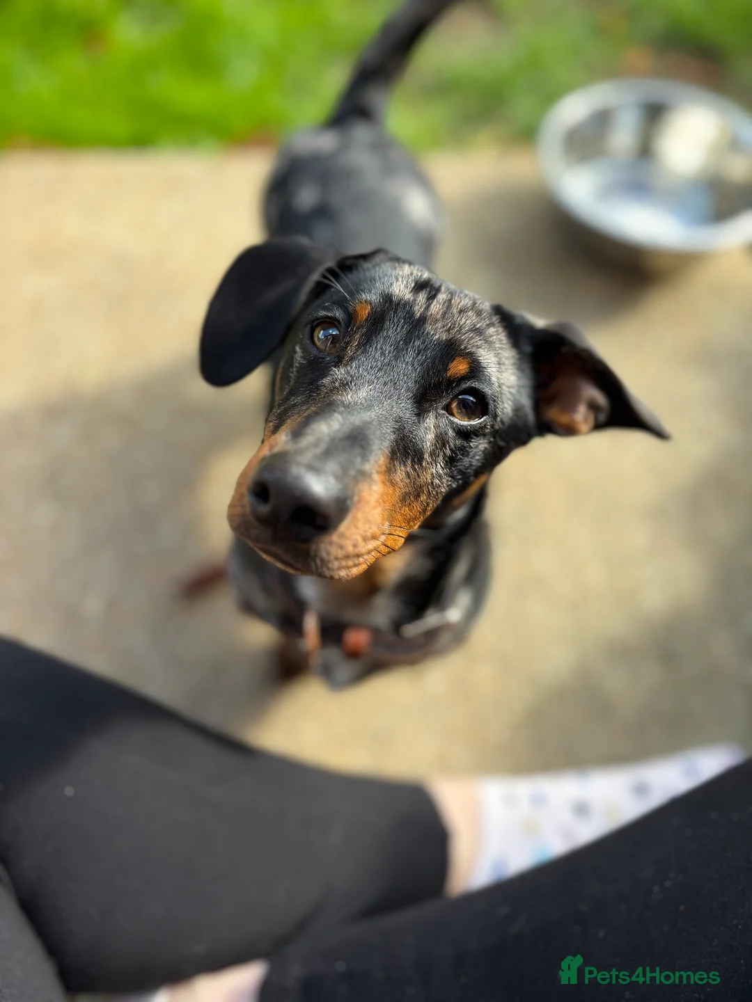 Mixed Breed dogs for sale: 1 year old Dashund x Jack Russel !!NOW SOLD!!! - Advert 1