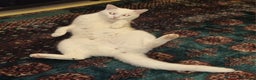 Mixed Breed cats for sale: 4year old white male cat - Advert 6