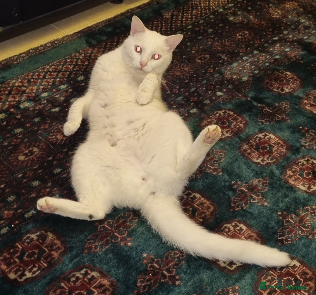 Mixed Breed cats for sale: 4year old white male cat - Advert 6