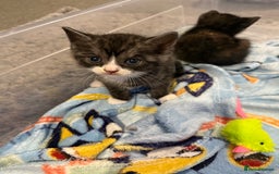 British Shorthair cats for sale: British Shorthair Cross Kittens  - Image 14